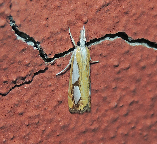 Catoptria pinella  Crambidae